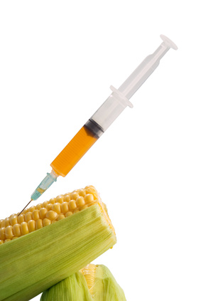 Genetically modified corn food concept with hypodermic needle